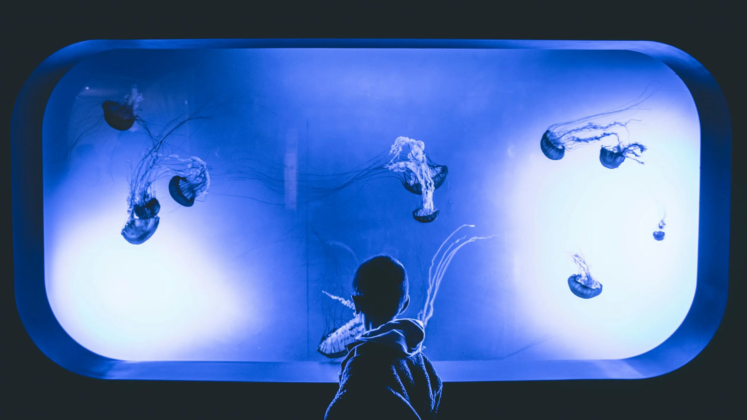Spiritual Biblical Meaning of Aquarium in a Dream