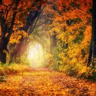 Spiritual Biblical Meaning of Autumn and Fall in a Dream