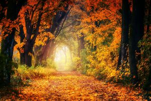 Spiritual Biblical Meaning of Autumn and Fall in a Dream