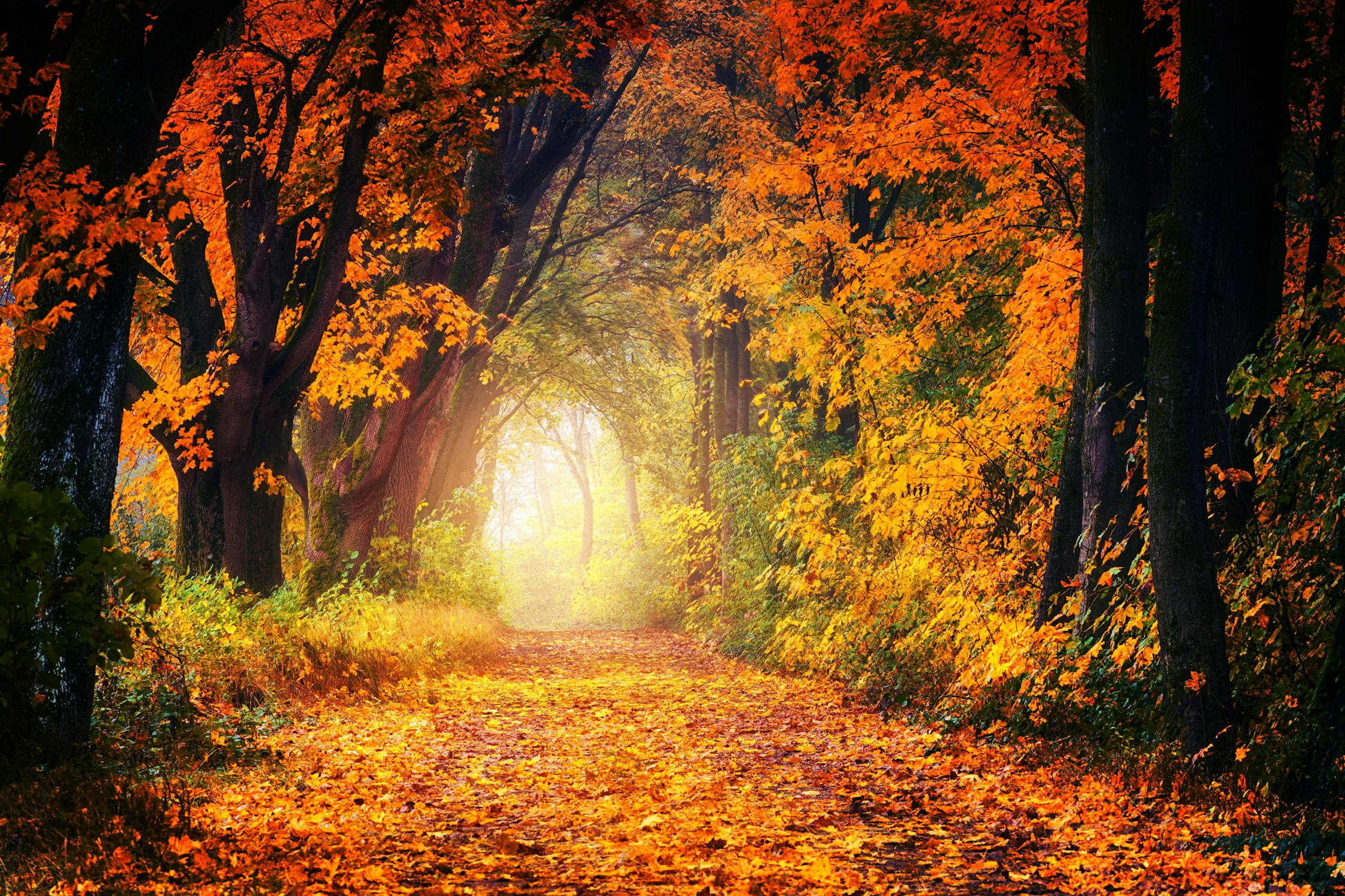 Spiritual Biblical Meaning of Autumn and Fall in a Dream