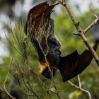 Spiritual Biblical Meaning of Bat in a Dream