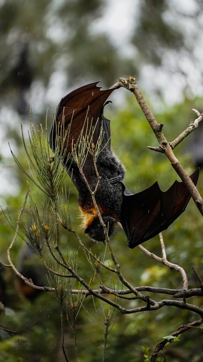 Spiritual Biblical Meaning of Bat in a Dream