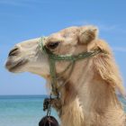 Spiritual Biblical Meaning of Camel in a Dream
