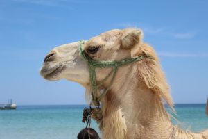 Spiritual Biblical Meaning of Camel in a Dream
