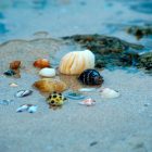 Spiritual Biblical Meaning of Clam in a Dream