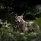 Spiritual Biblical Meaning of Coyote in a Dream