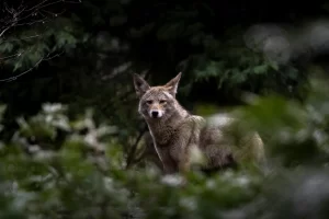 Spiritual Biblical Meaning of Coyote in a Dream