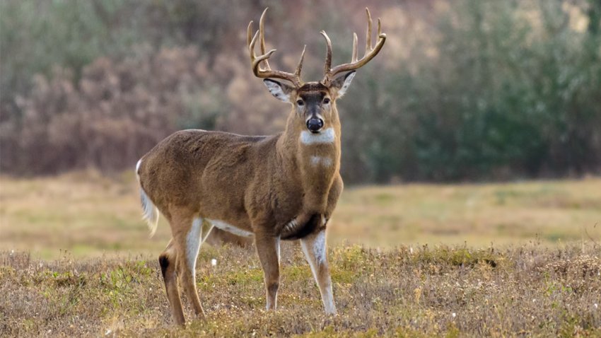 Spiritual Biblical Meaning of Deer in a Dream