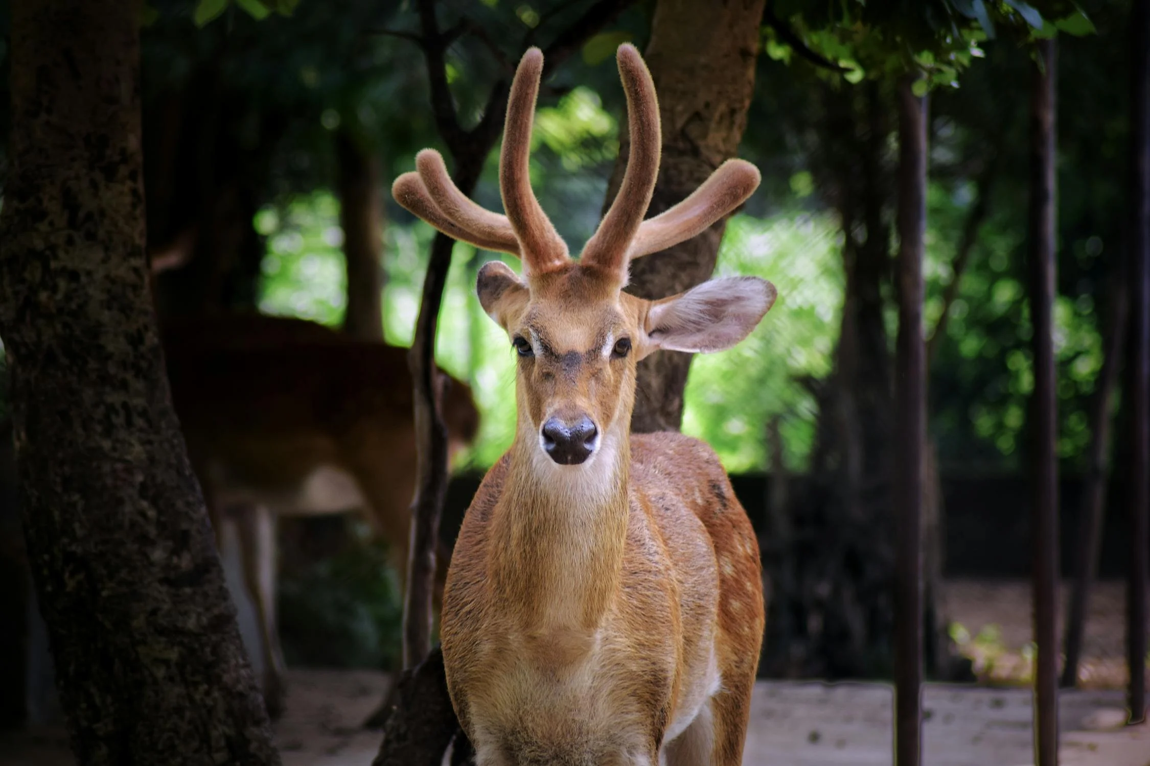 Spiritual Biblical Meaning of Deer in a Dream