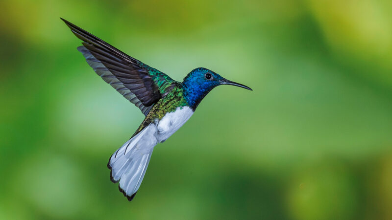 Spiritual Biblical Meaning of Hummingbird in a Dream