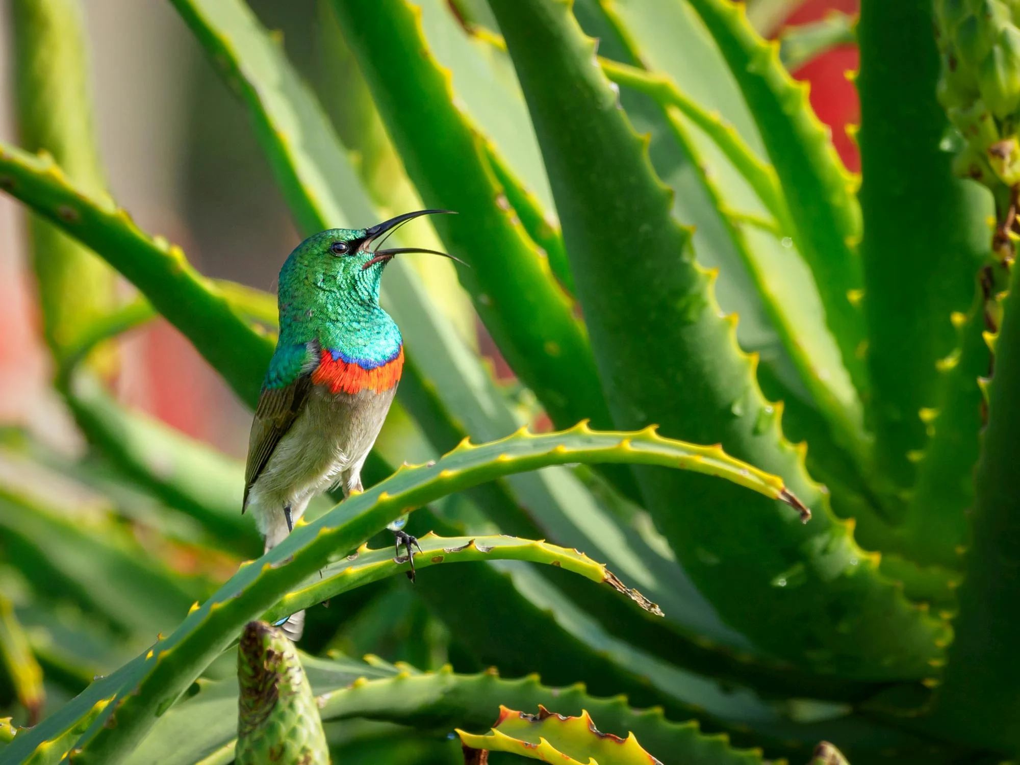 Spiritual Biblical Meaning of Hummingbird in a Dream