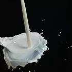 Spiritual Biblical Meaning of Milk in a Dream