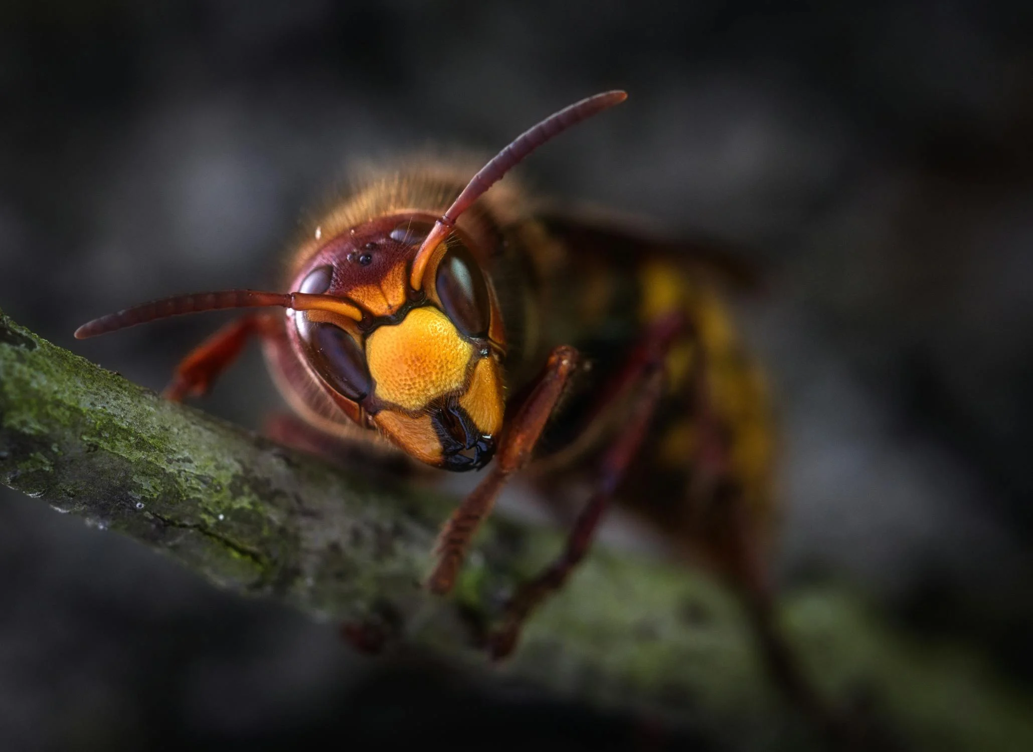 Spiritual Biblical Meaning of Wasp in a Dream
