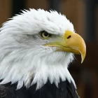 Spiritual Biblical Meaning of Eagle in a Dream