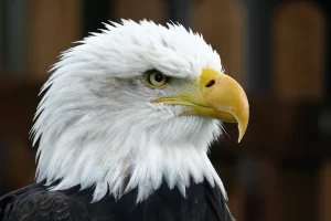Spiritual Biblical Meaning of Eagle in a Dream