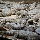 Spiritual Biblical Meaning of Crocodiles in a Dream in Christianity