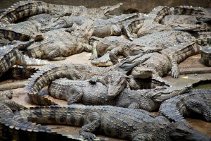 Spiritual Biblical Meaning of Crocodiles in a Dream in Christianity