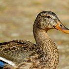 Spiritual Biblical Meaning of Duck in a Dream