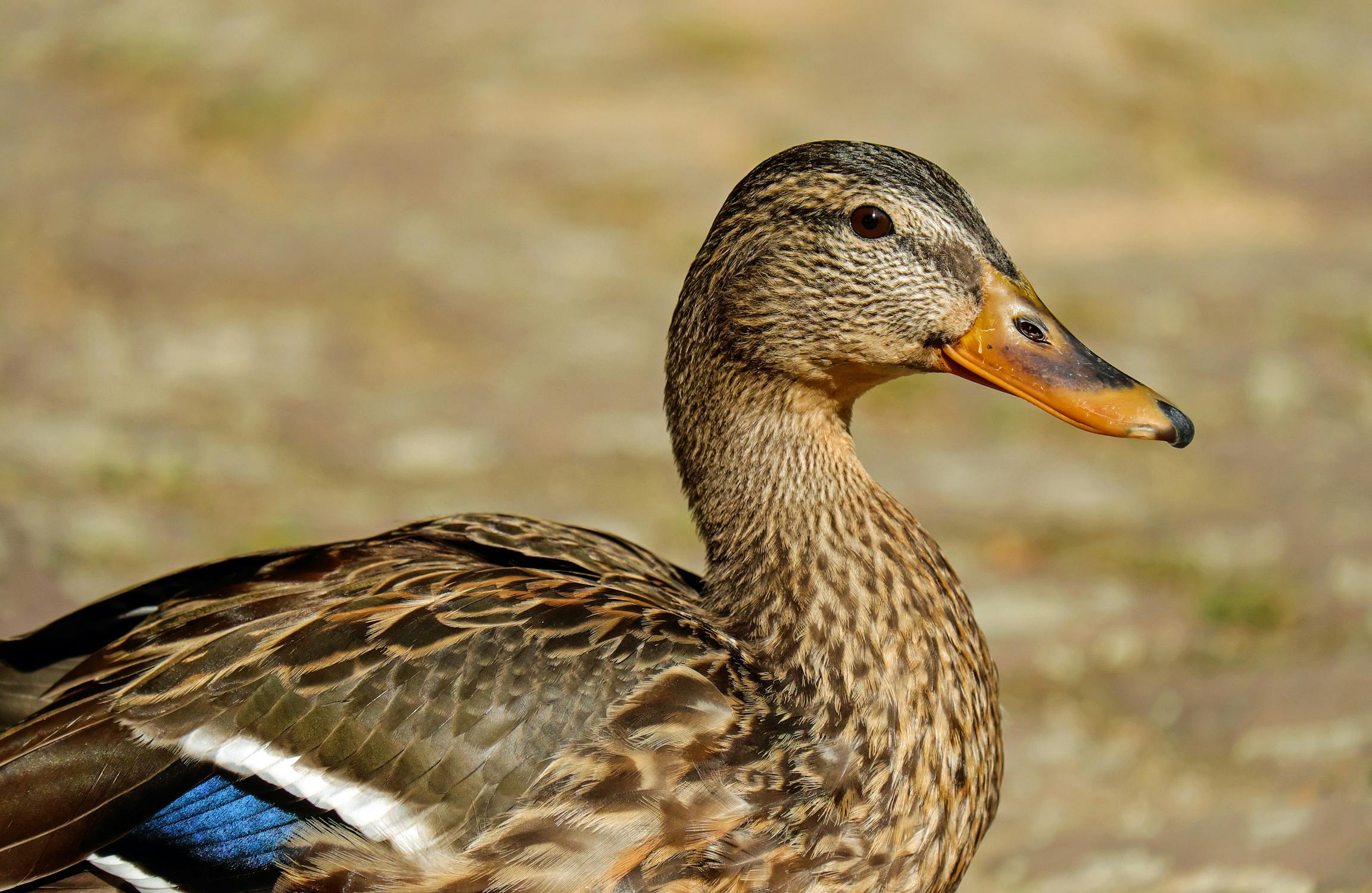 Spiritual Biblical Meaning of Duck in a Dream