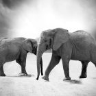 Spiritual Biblical Meaning of Elephant in a Dream