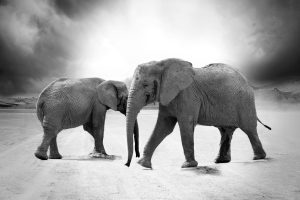 Spiritual Biblical Meaning of Elephant in a Dream