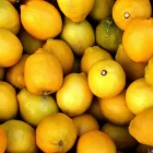 Spiritual Biblical Meaning of Lemon in a Dream