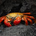 Spiritual Biblical Meaning of Crabs in a Dream