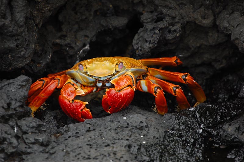 Spiritual Biblical Meaning of Crabs in a Dream