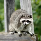 Spiritual Biblical Meaning of Raccoon in a Dream