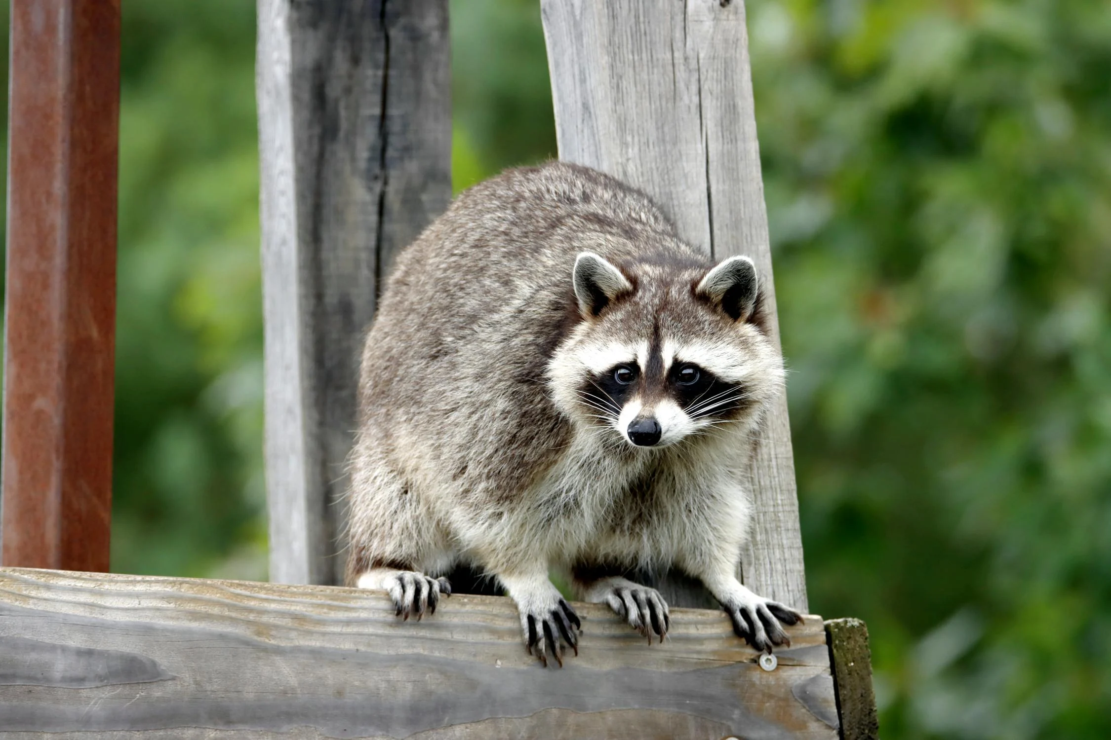 Spiritual Biblical Meaning of Raccoon in a Dream