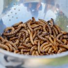 Spiritual Biblical Meaning of Worms in a Dream
