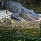 Spiritual Biblical Meaning of an Alligator in a Dream
