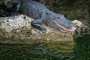 Spiritual Biblical Meaning of an Alligator in a Dream