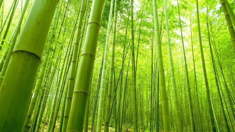 Spiritual Biblical Meaning of Bamboo in a Dream