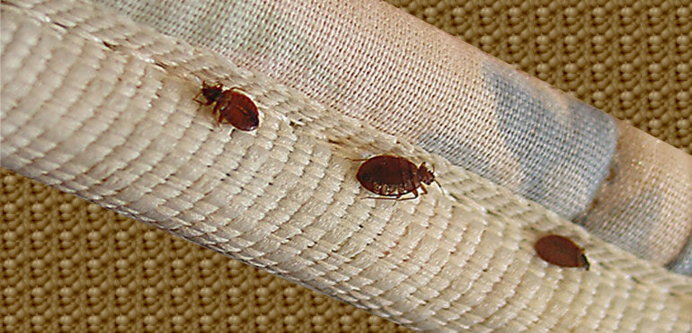 Spiritual Biblical Meaning of Bedbugs in a Dream