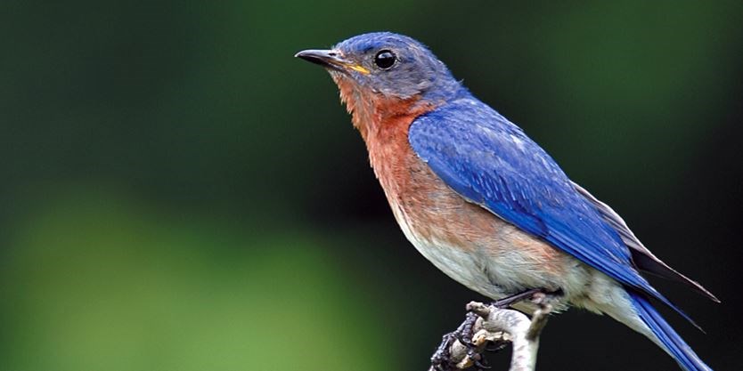 Bluebird Spirit Animal Symbolism and Meaning (Totem and Omens)