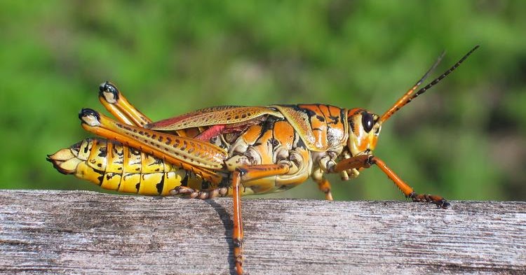Spiritual Biblical Meaning of Crickets in a Dream