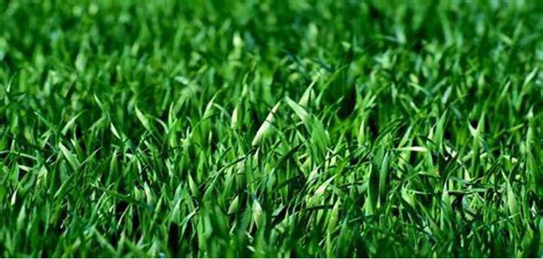 Spiritual Biblical Meaning of Green Grass in a Dream