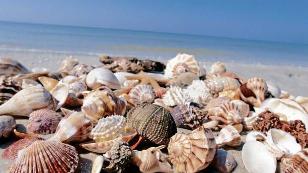Spiritual Biblical Meaning of Seashell in a Dream
