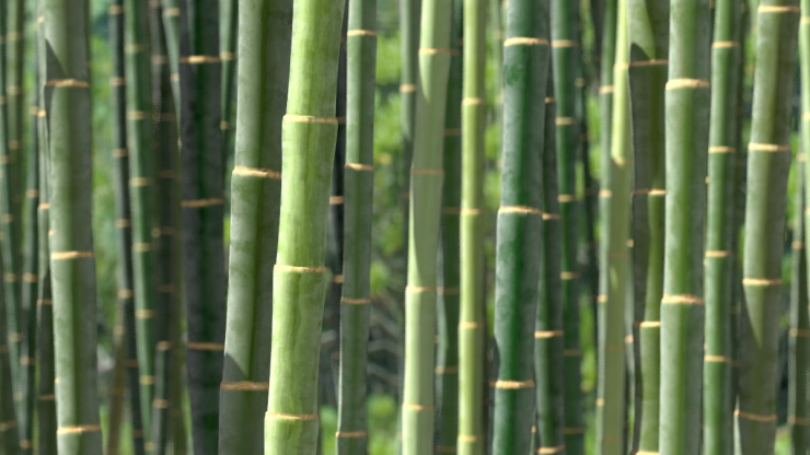 dream-of-bamboo-cane-biblical-message-and-spiritual-meaning