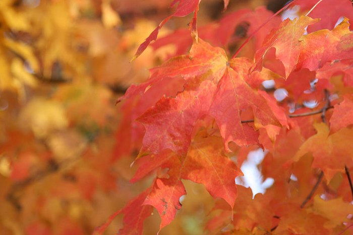 Dream of Maple - Biblical Message and Spiritual Meaning