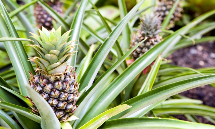 Dream of Pineapple - Biblical Message and Spiritual Meaning