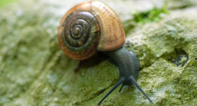 Spiritual Biblical Meaning of Snails in a Dream