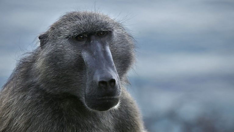Baboon Spirit Animal Symbolism and Meaning (Totem and Omens)