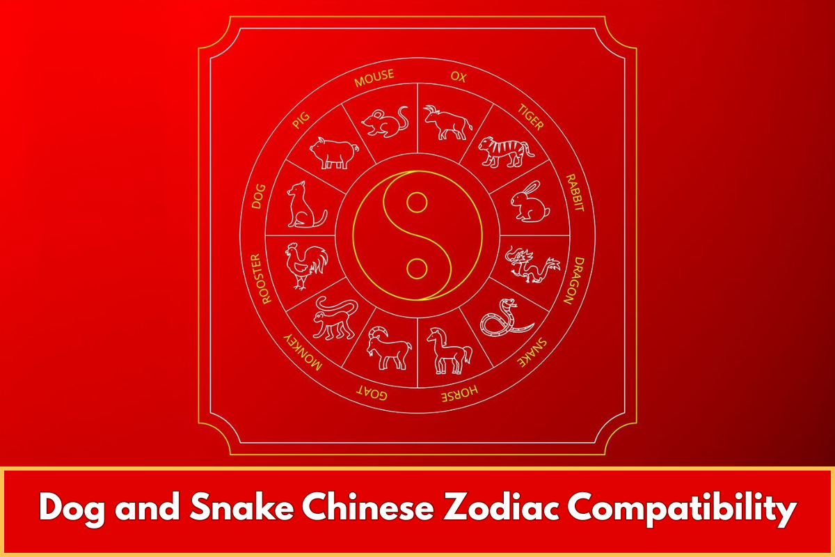 Dog and Snake Chinese Zodiac Compatibility