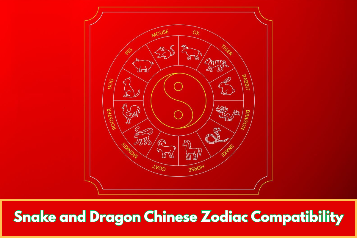 Snake and Dragon Chinese Zodiac Compatibility