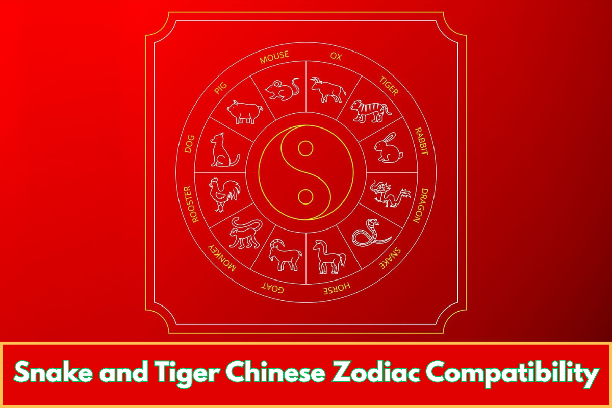 Snake and Tiger Chinese Zodiac Compatibility
